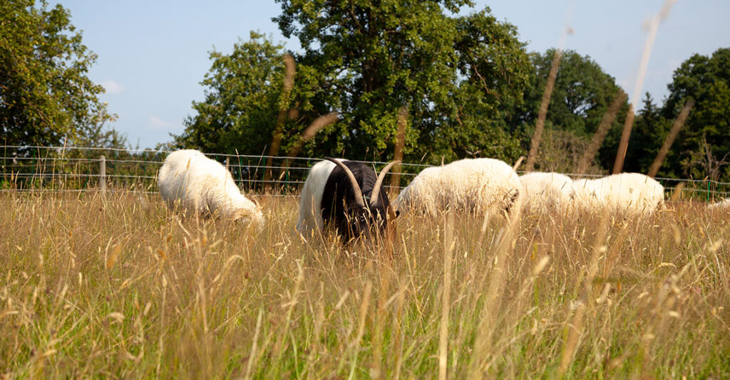 Schafe und Ziege auf der Weide