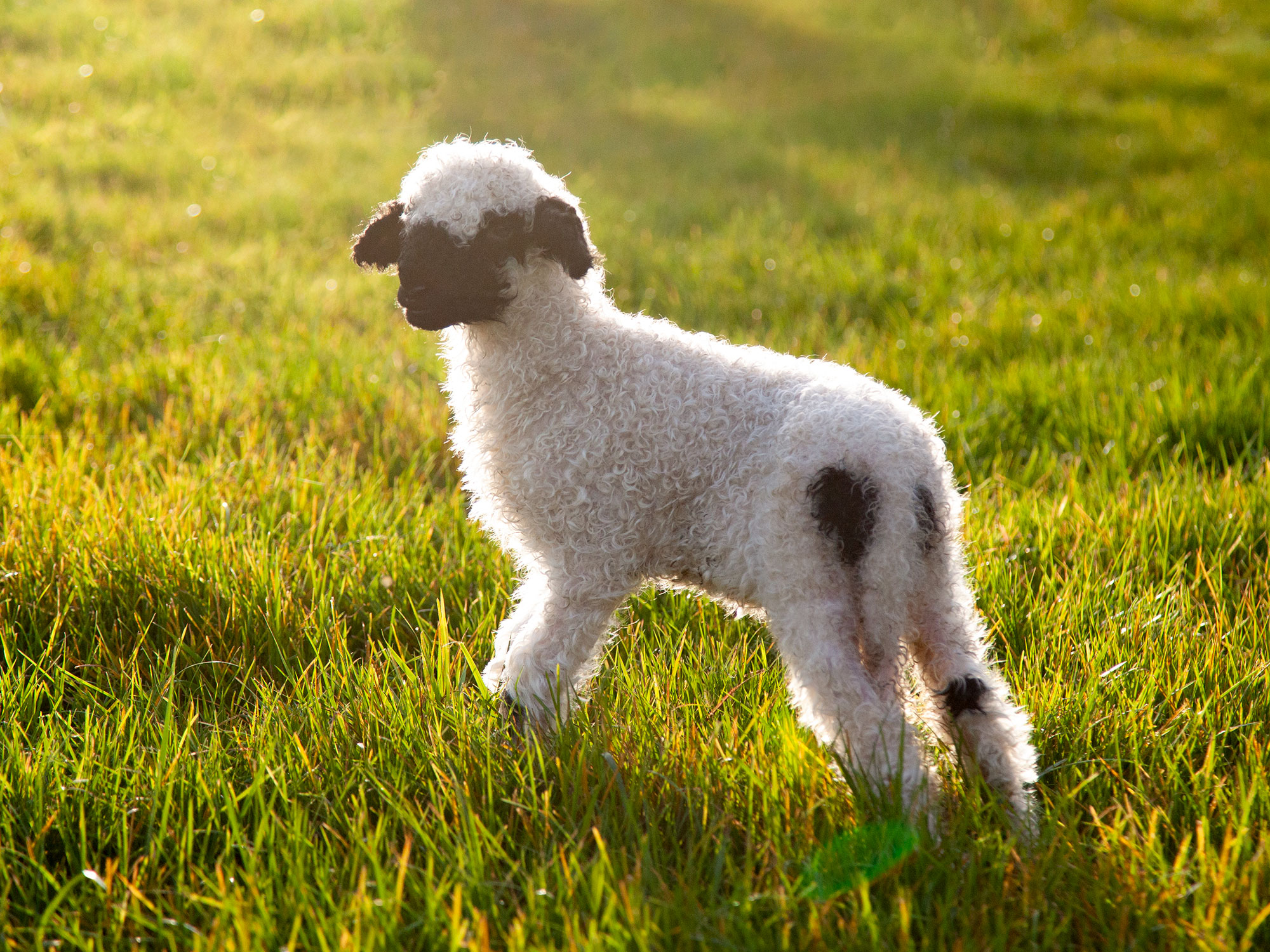 Ein Lamm auf der Weide